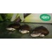 Tortuga de caja africana - Pelusios castaneus 